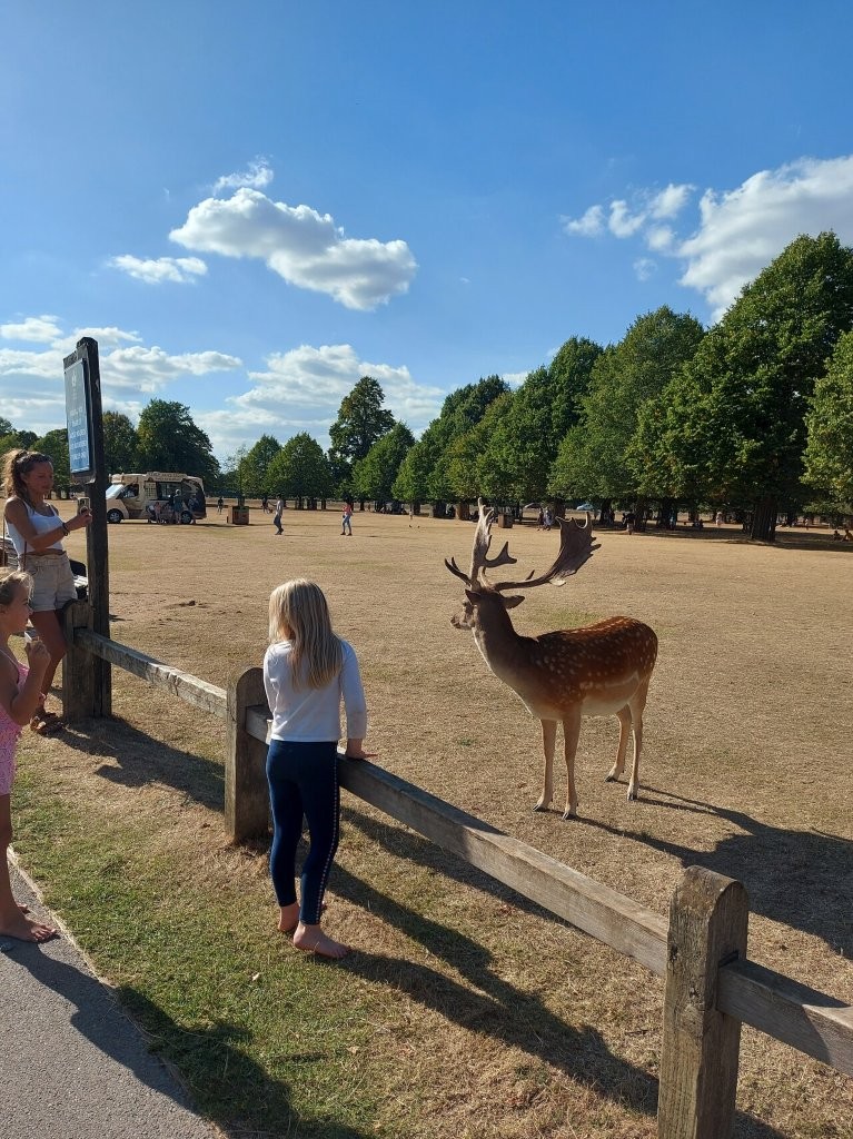 Children watch a spotted fallow stag behind a fence, a highlight when spotting deer in bushy park.