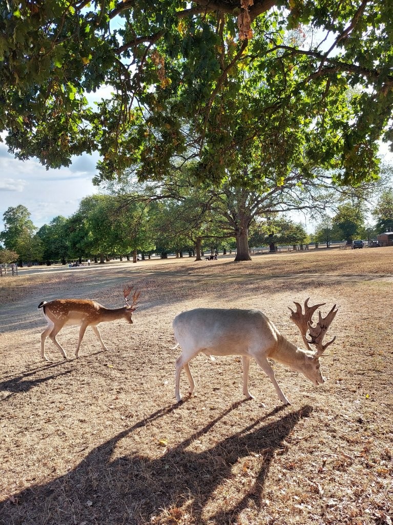 Two fallow deer grazing on dry grass under large shade trees, ideal for seeing deer in bushy park on a budget.