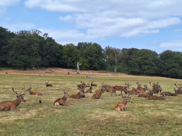 A wide shot of a large herd of red deer scattered across a dry, grassy field. Most of the deer are stags with large antlers, and they are primarily lying down or resting. In the background, a gentle hill slopes upward toward a thick forest of green trees. A few distant people can be seen walking along the edge of the woods under a bright blue sky filled with scattered white clouds.