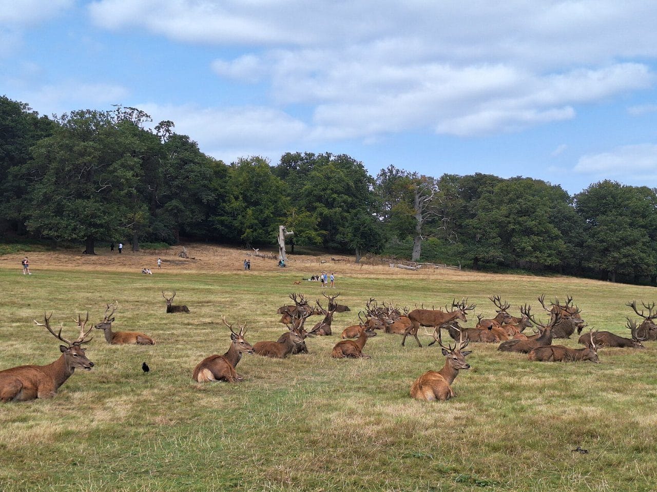 A wide shot of a large herd of red deer scattered across a dry, grassy field. Most of the deer are stags with large antlers, and they are primarily lying down or resting. In the background, a gentle hill slopes upward toward a thick forest of green trees. A few distant people can be seen walking along the edge of the woods under a bright blue sky filled with scattered white clouds.